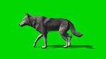 狼走路绿屏抠像视频素材