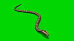 老蛇绿屏抠像视频素材