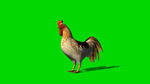 公鸡绿屏抠像视频素材