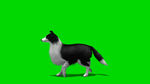 宠物狗绿屏抠像视频素材