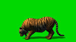 老虎绿屏抠像视频素材