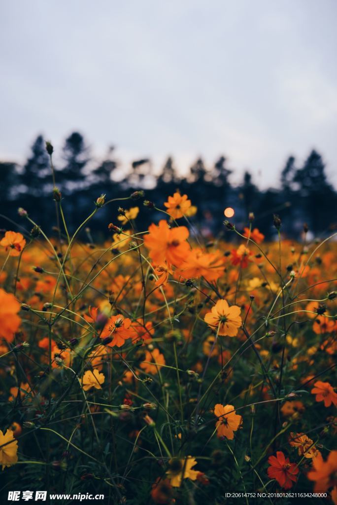 美麗的花園