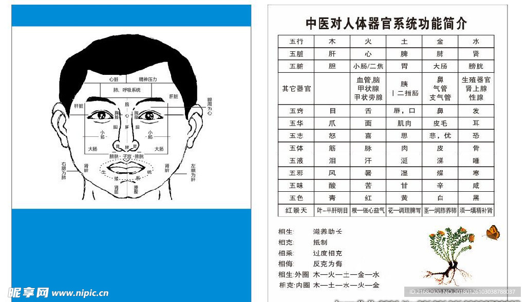 臉部各種介紹