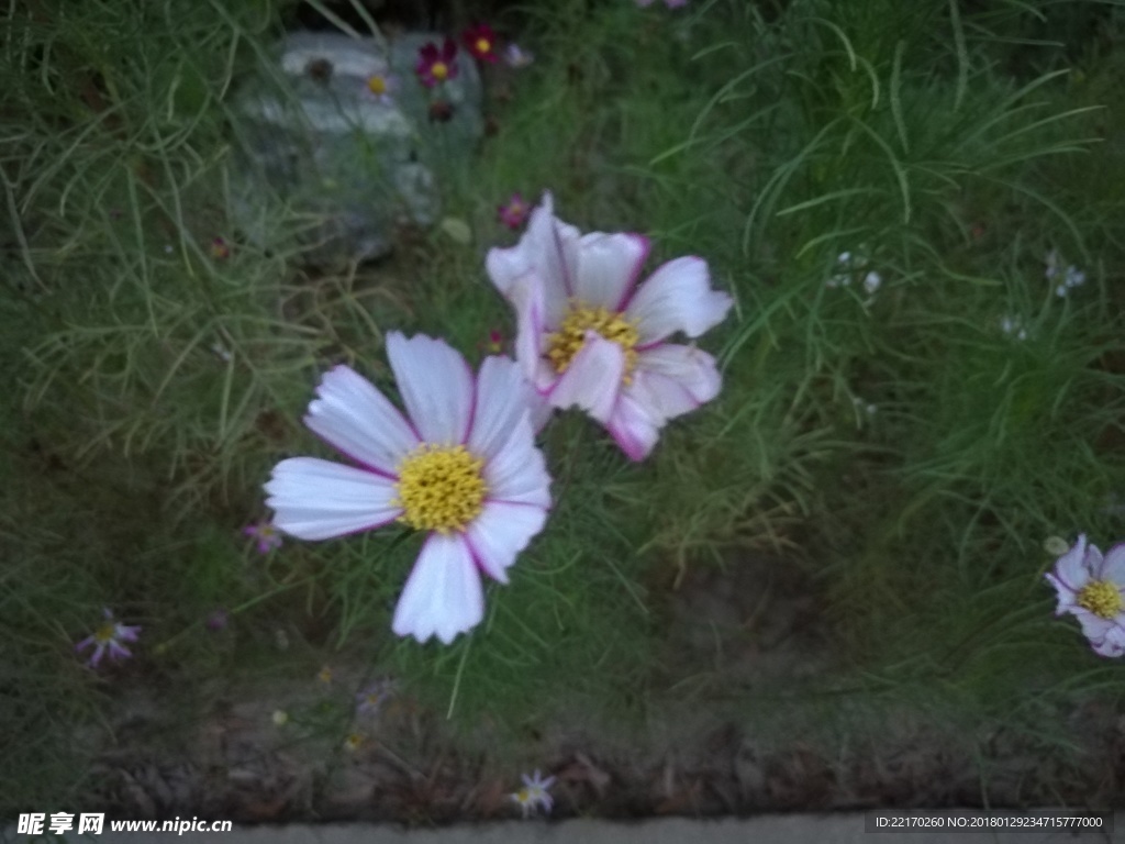 花