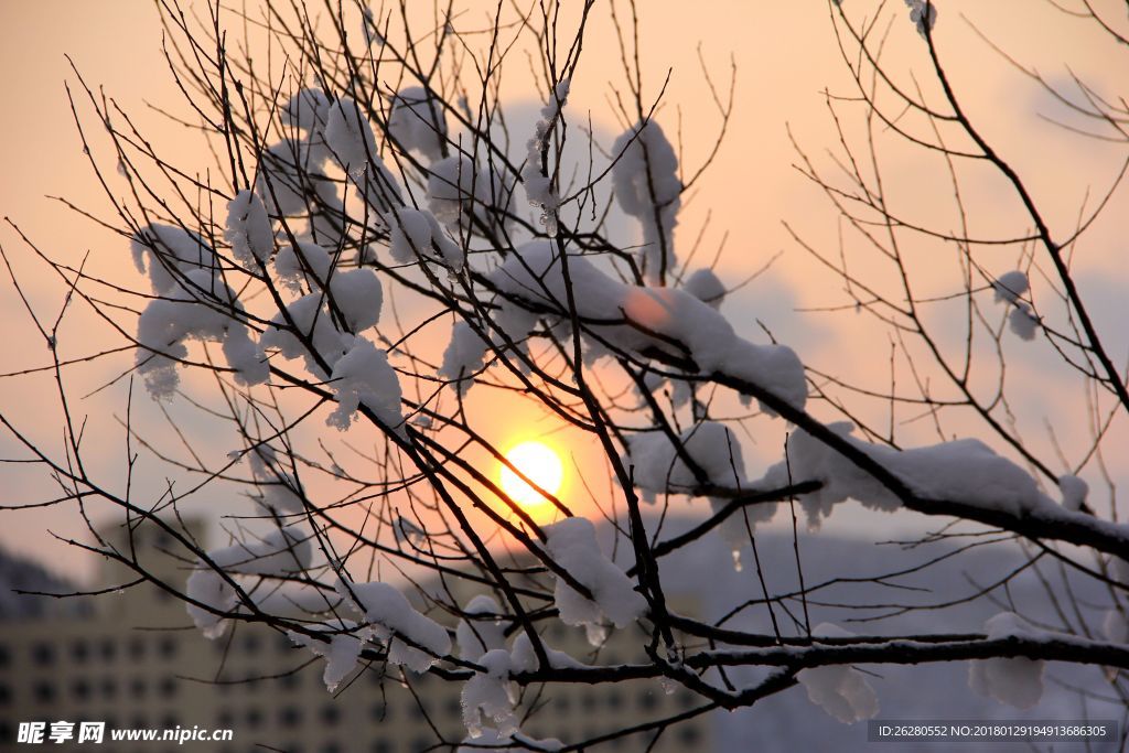 雪因夕陽紅