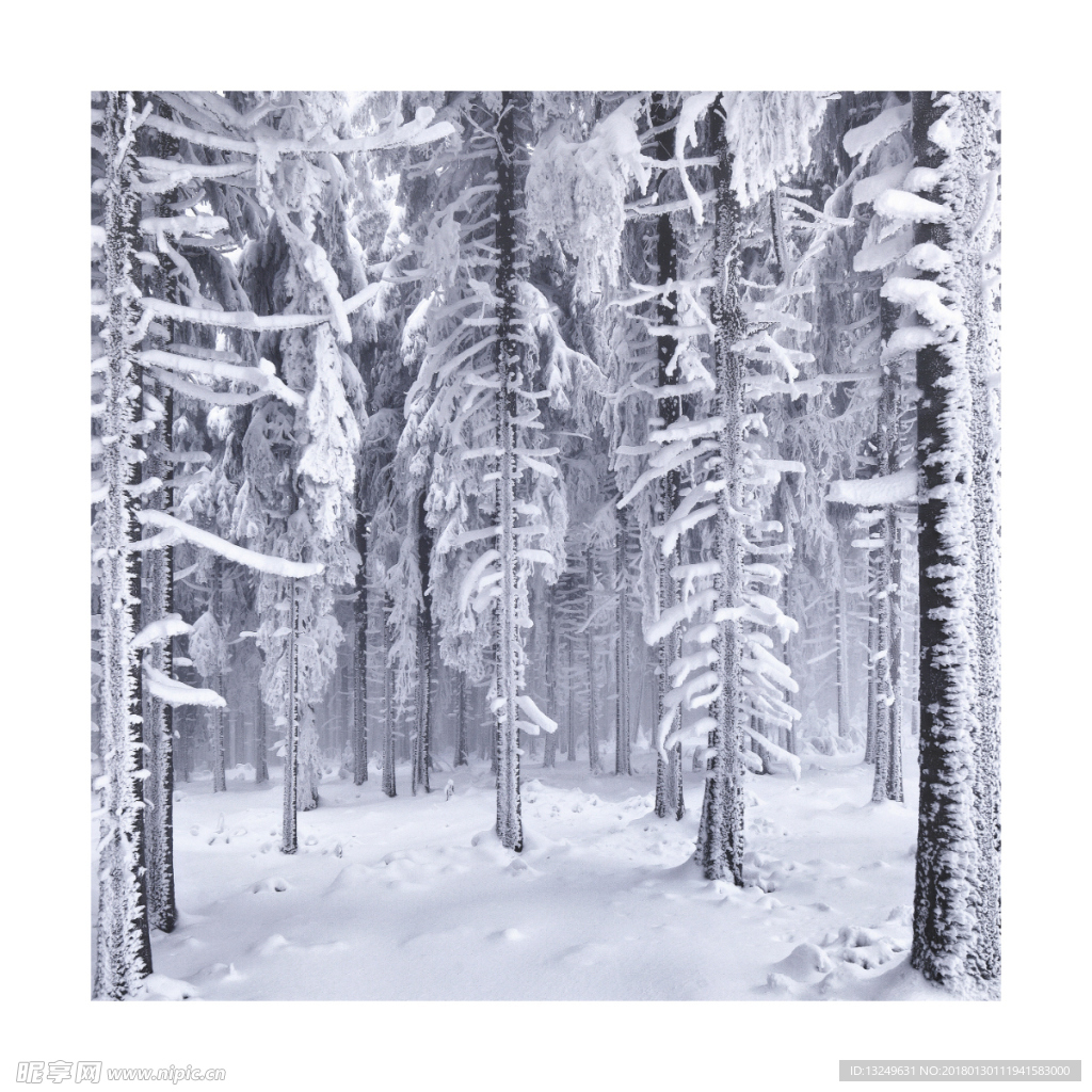 雪樹