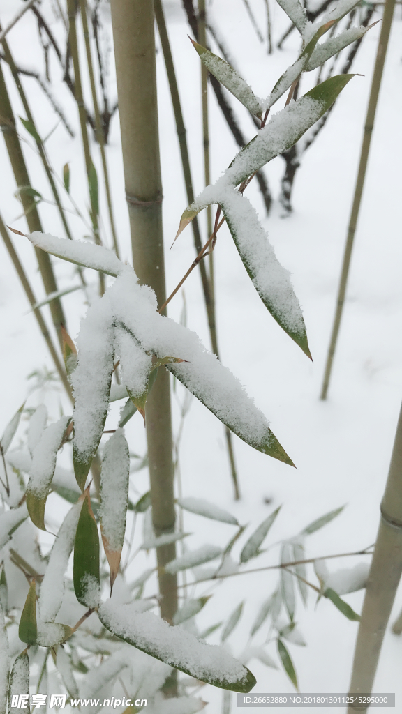 雪景