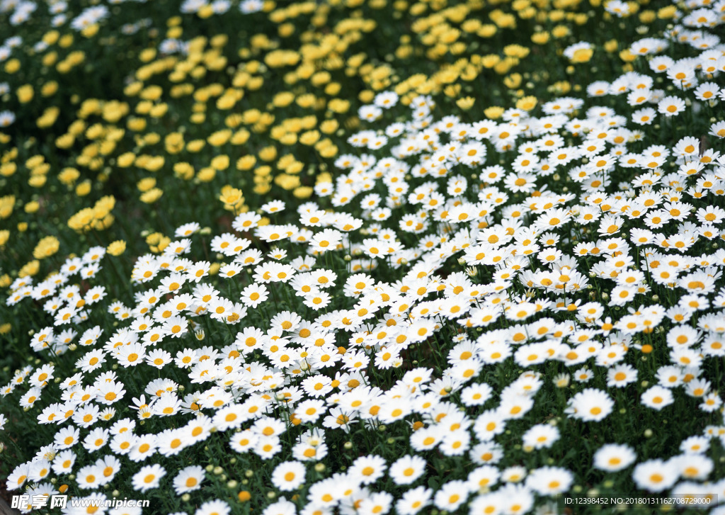 小白菊