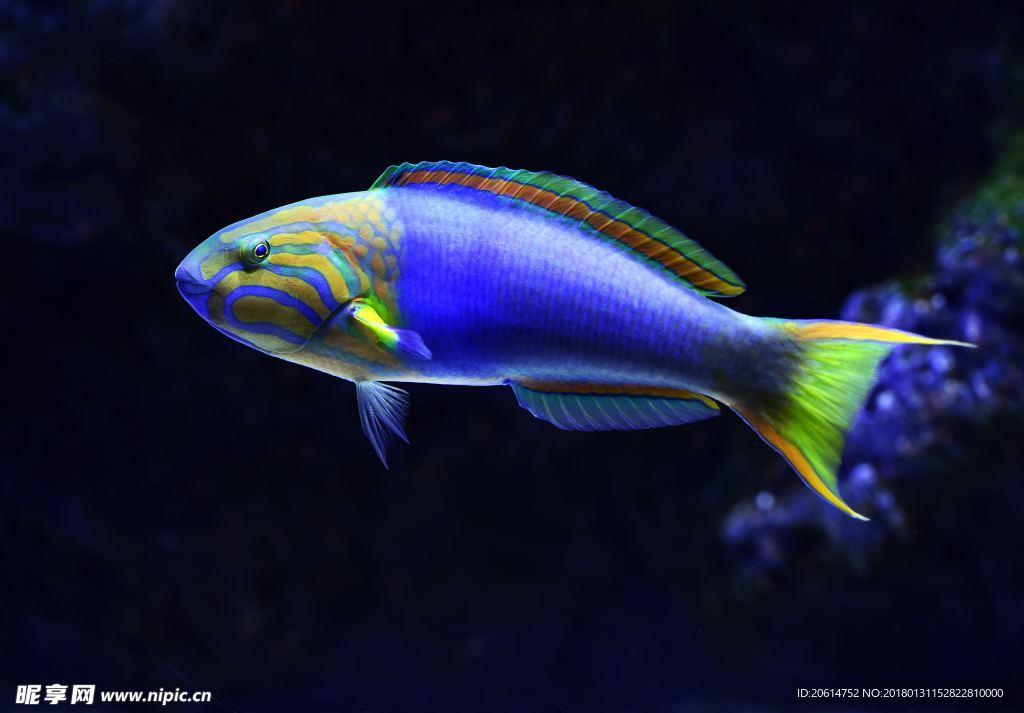 可愛的游魚