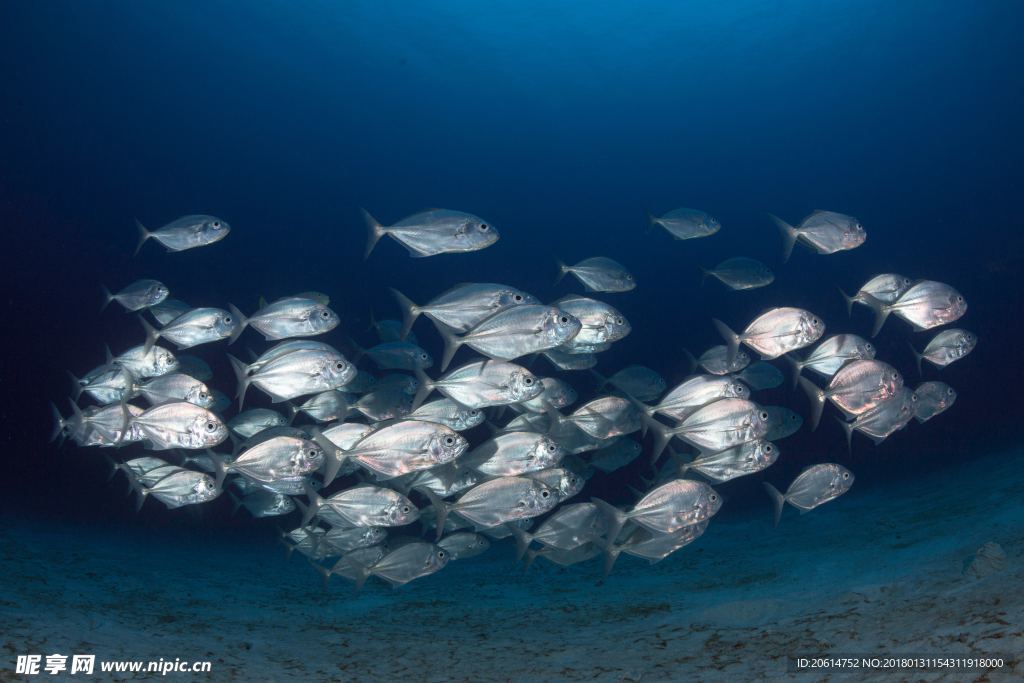 深海游魚