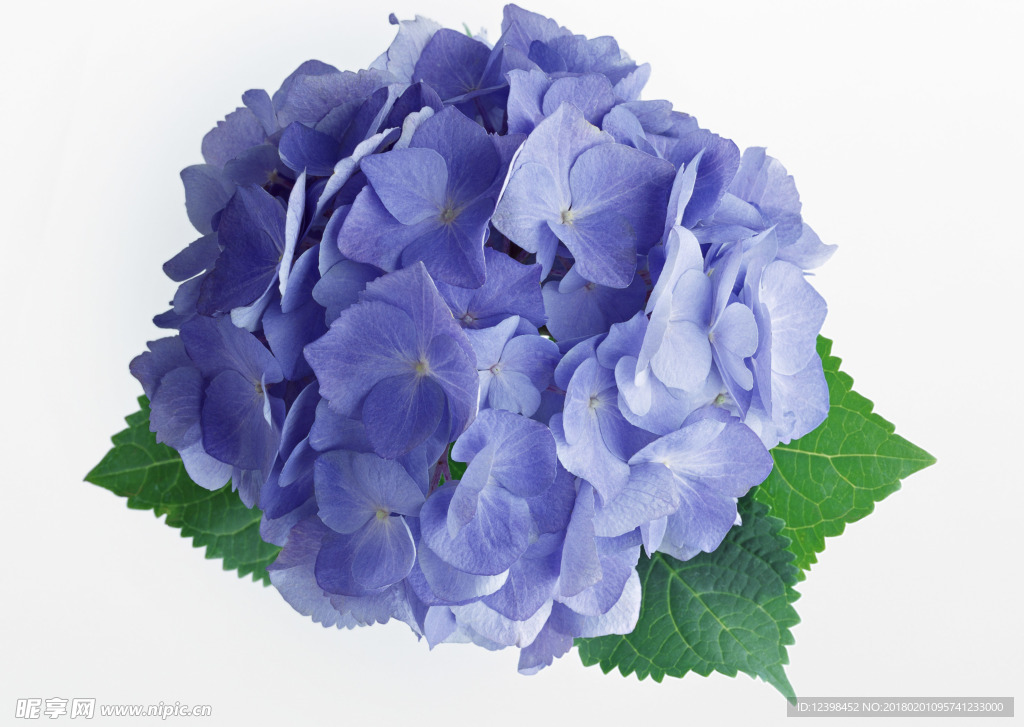 美麗的鮮花 鮮花 花朵 花語