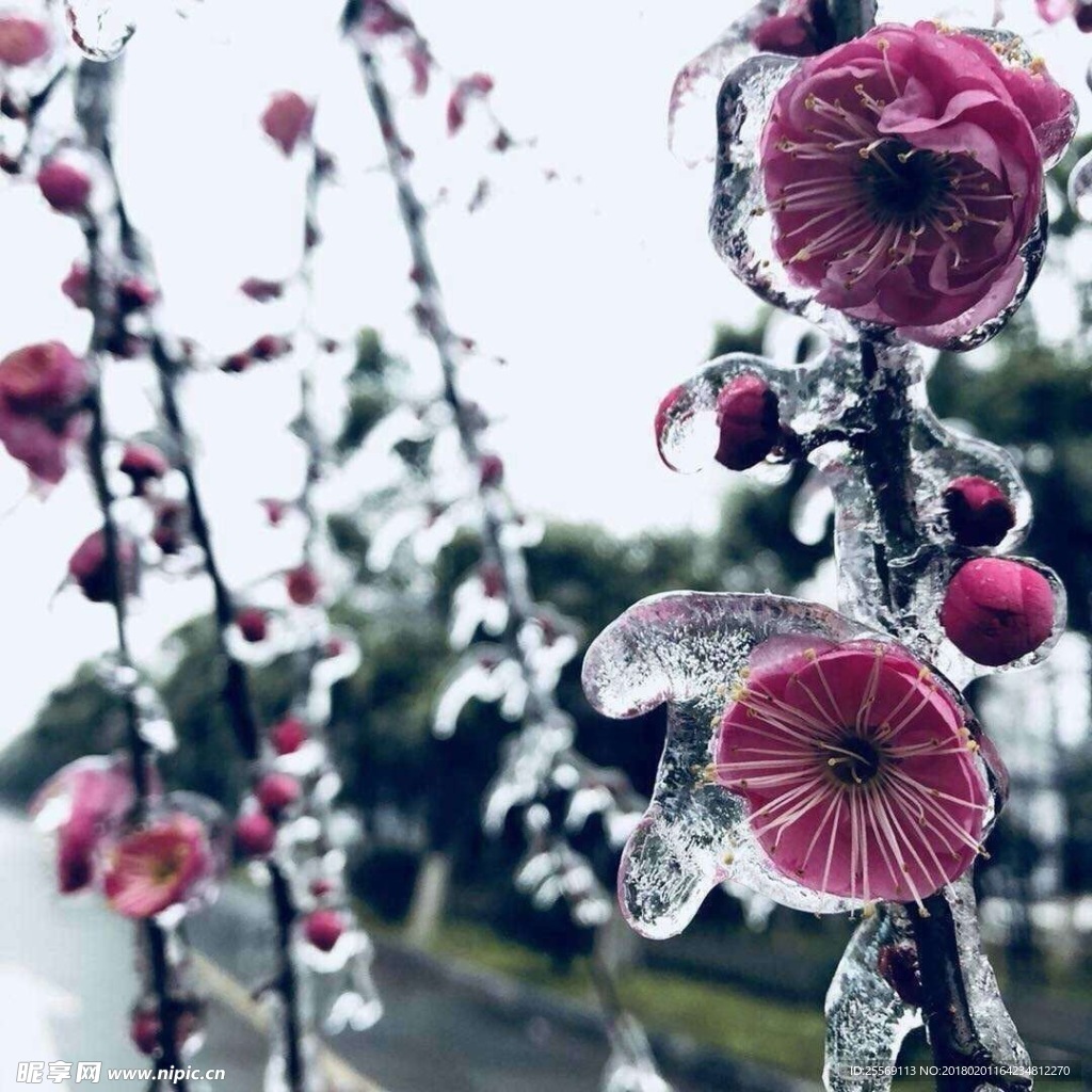 冰花