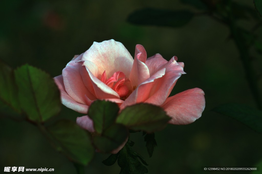 月季花 美麗的鮮花 鮮花 花朵