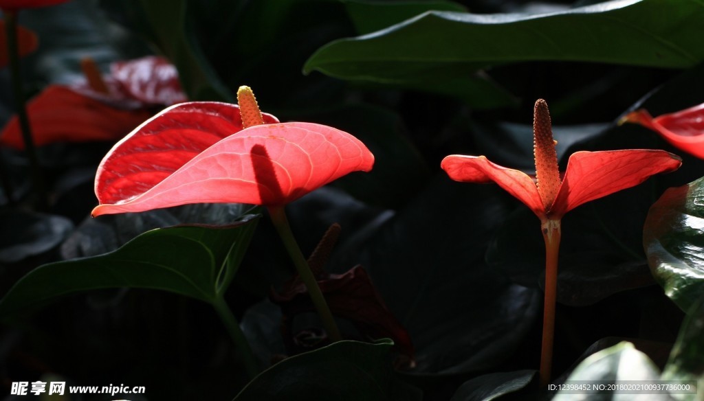 紅掌花 美麗的鮮花 鮮花 花朵