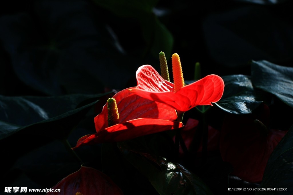 紅掌花 美麗的鮮花 鮮花 花朵