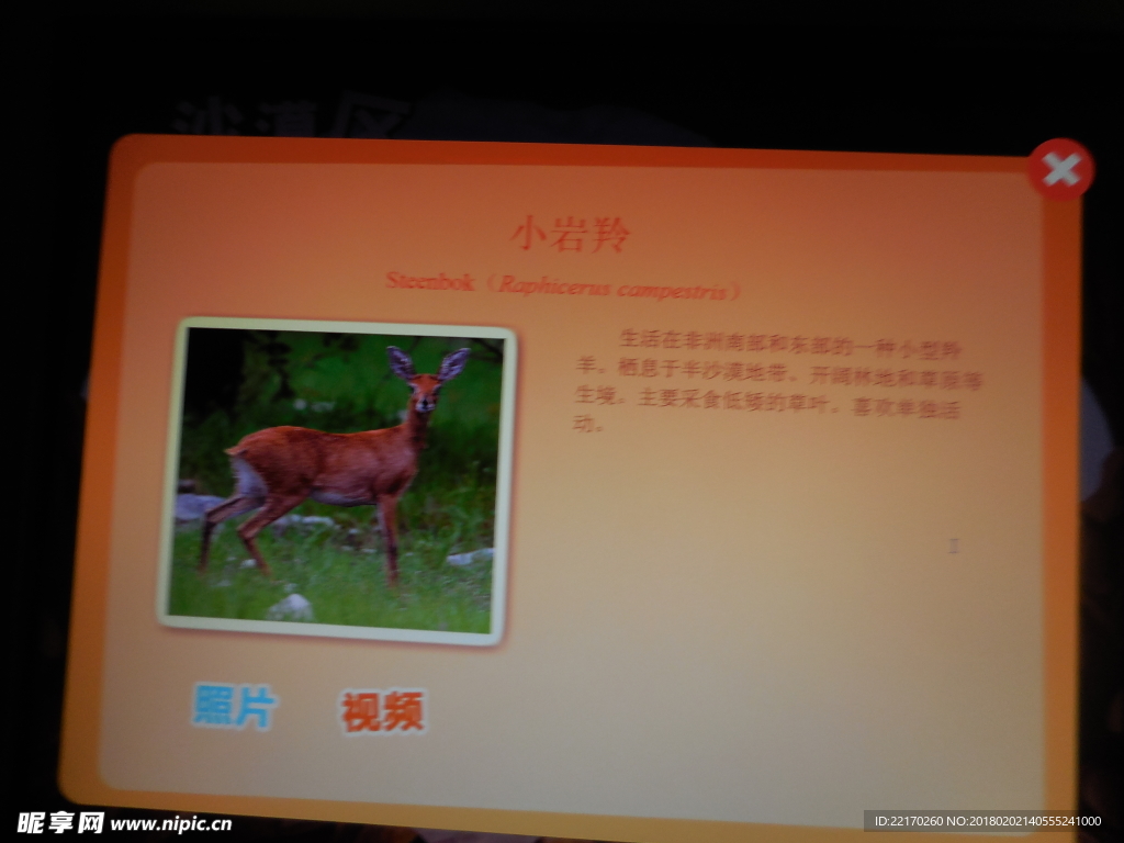 小巖羚
