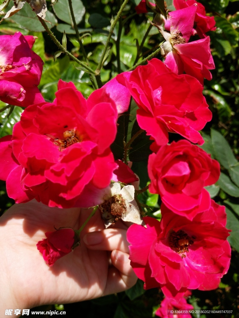 月季花