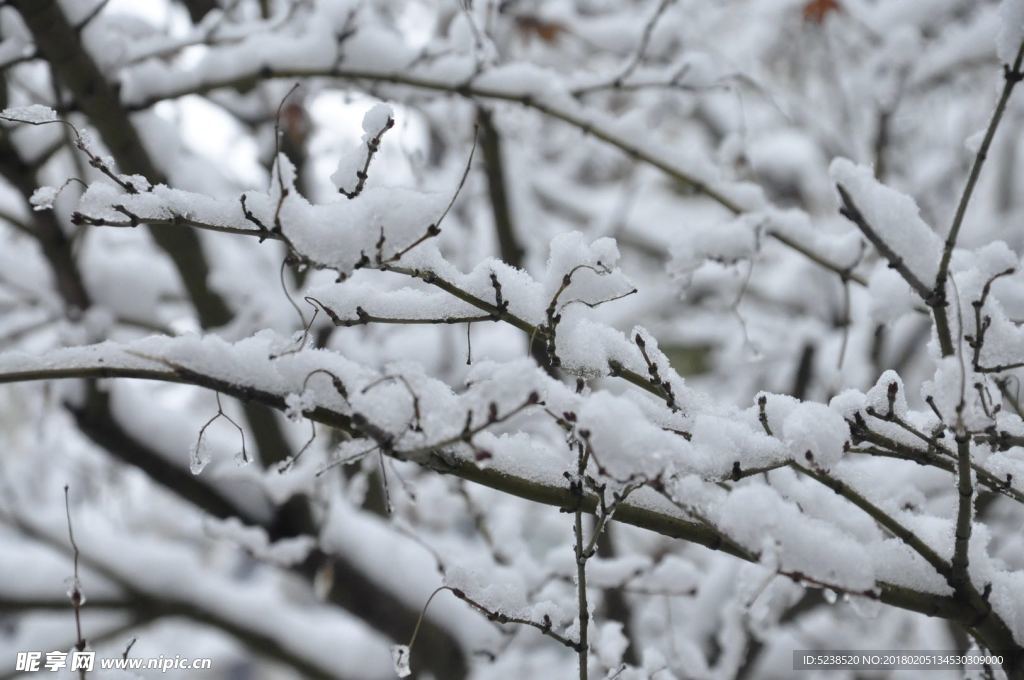 冬雪枝條
