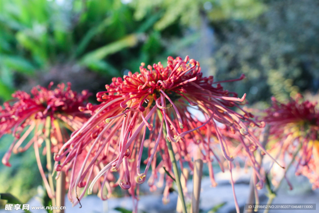 紅色菊花
