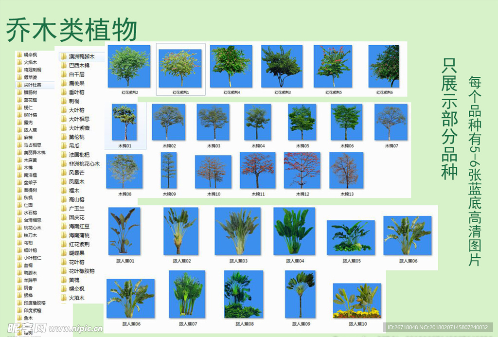 园林植物  乔木类分类植物