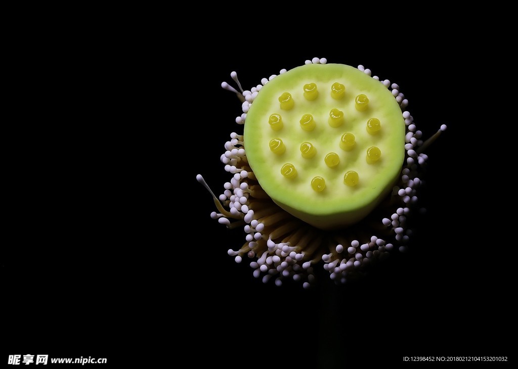 萍蓬草