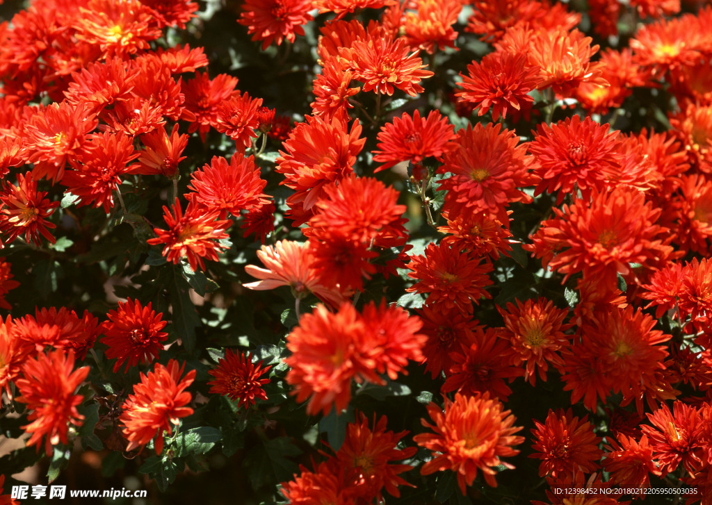 紅色菊花
