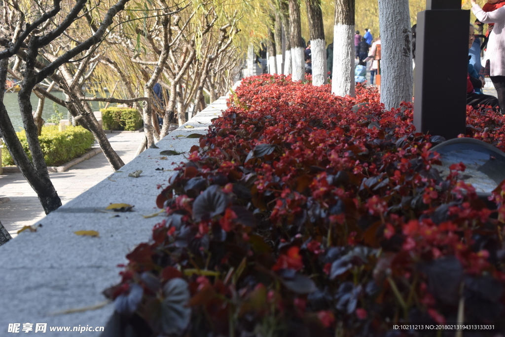 公園鮮花特寫