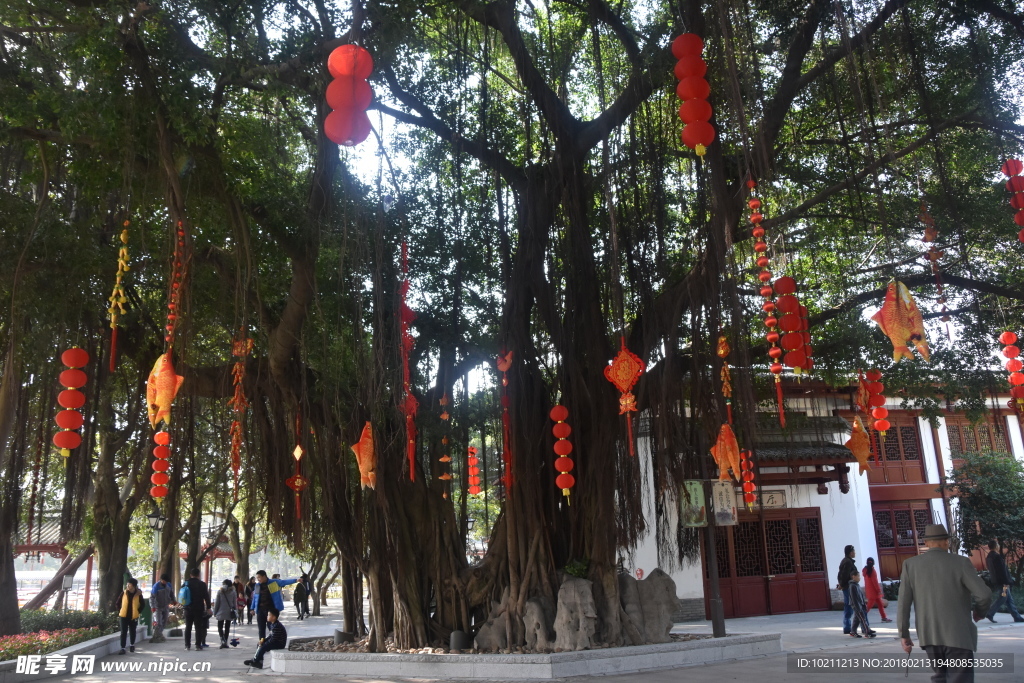 榕樹和燈籠
