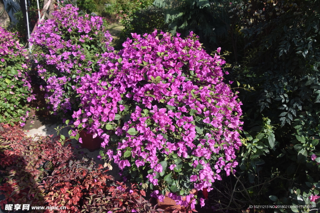 公園紫紅色鮮花拍攝
