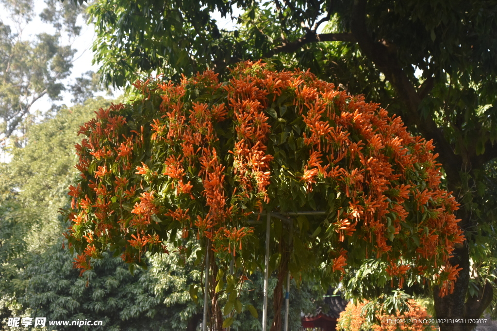 橙色鮮花拍攝