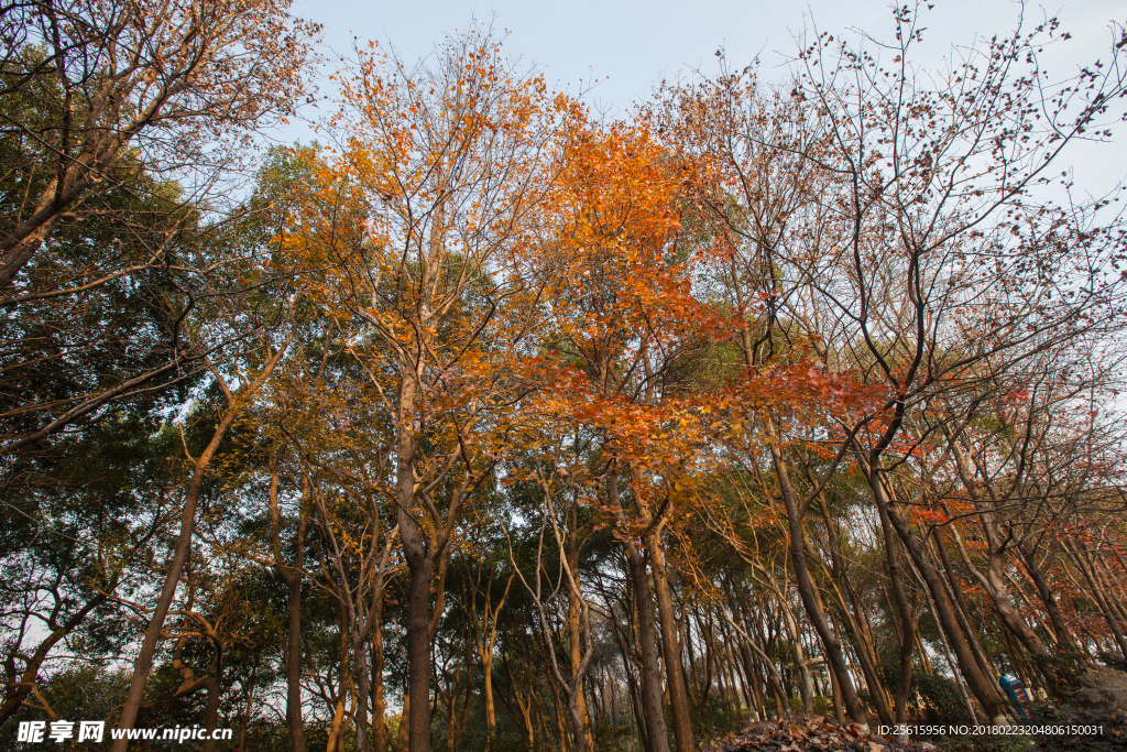 湖南省森林植物園