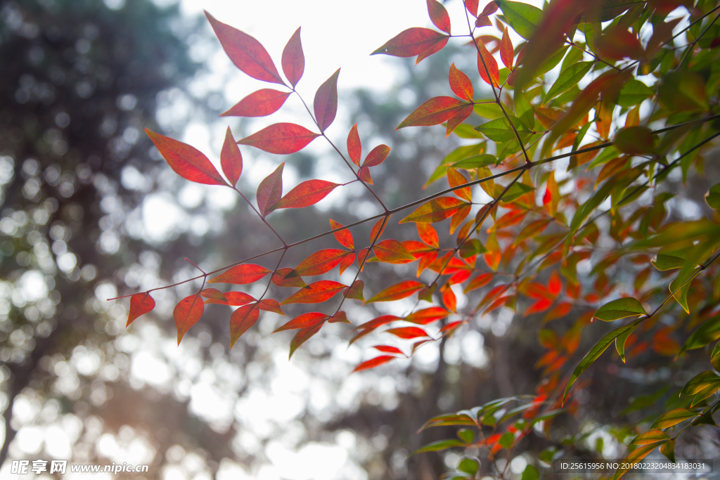 湖南省森林植物園