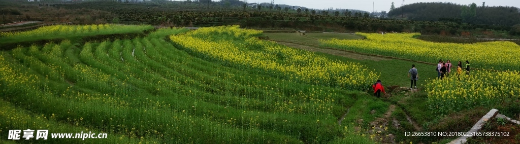 花  油菜花