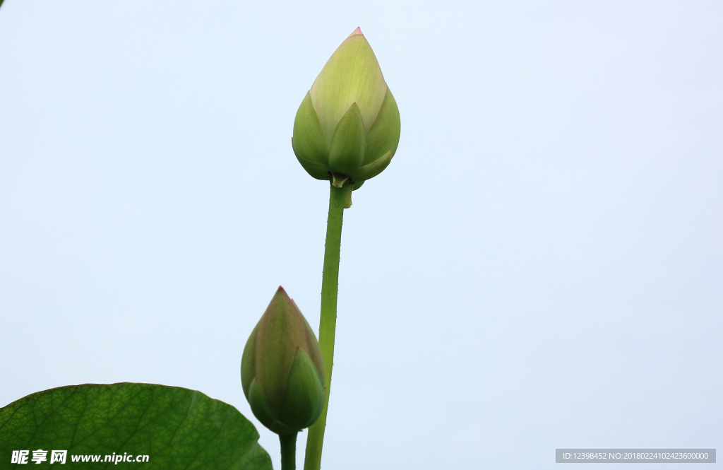 美麗的鮮花 鮮花 花朵 花語