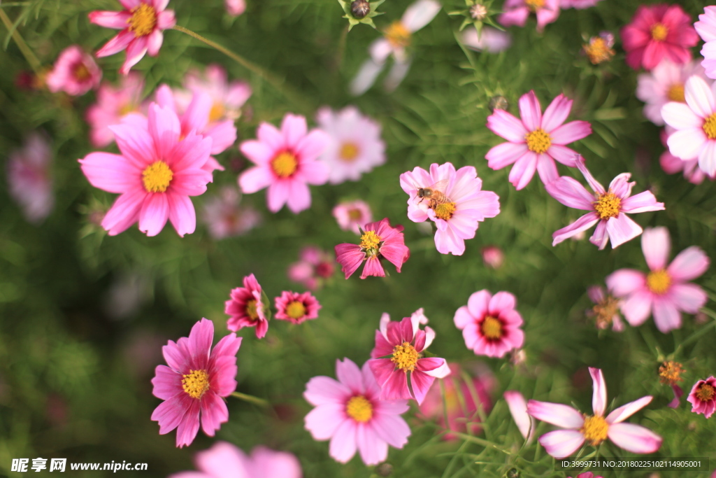 鮮花 攝影 大自然 花朵 花