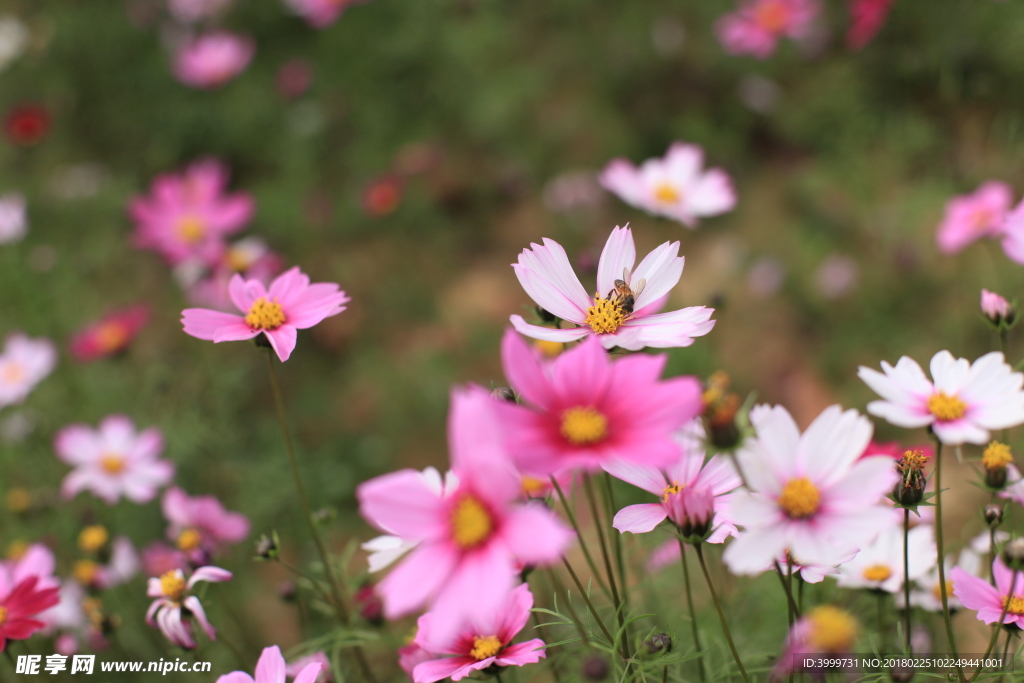 鮮花 攝影 大自然 花朵 花