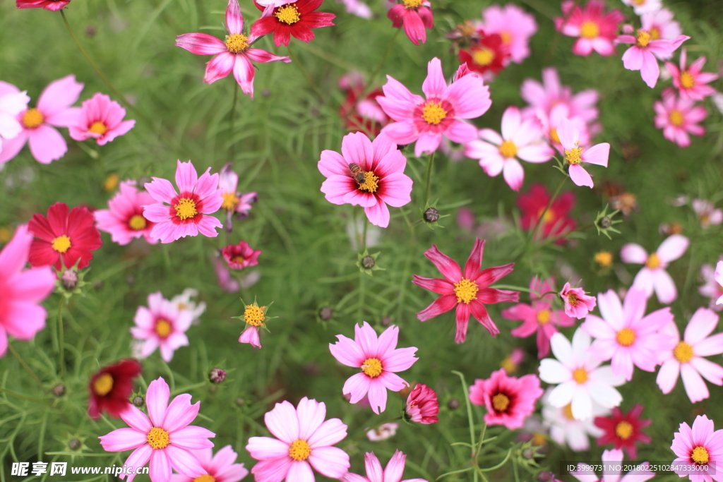 鮮花 攝影 大自然 花朵 花