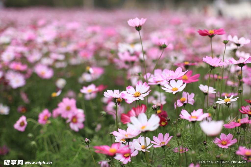 鮮花 攝影 大自然 花朵 花