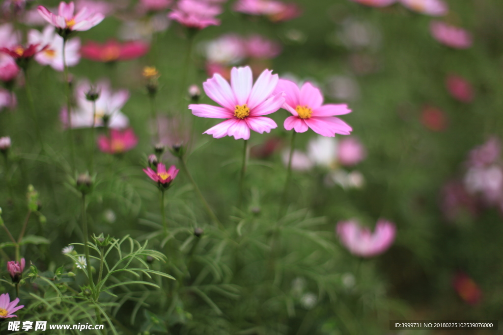 鮮花 攝影 大自然 花朵 花