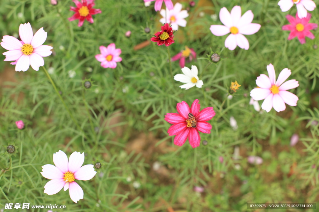 鮮花 攝影 大自然 花朵 花