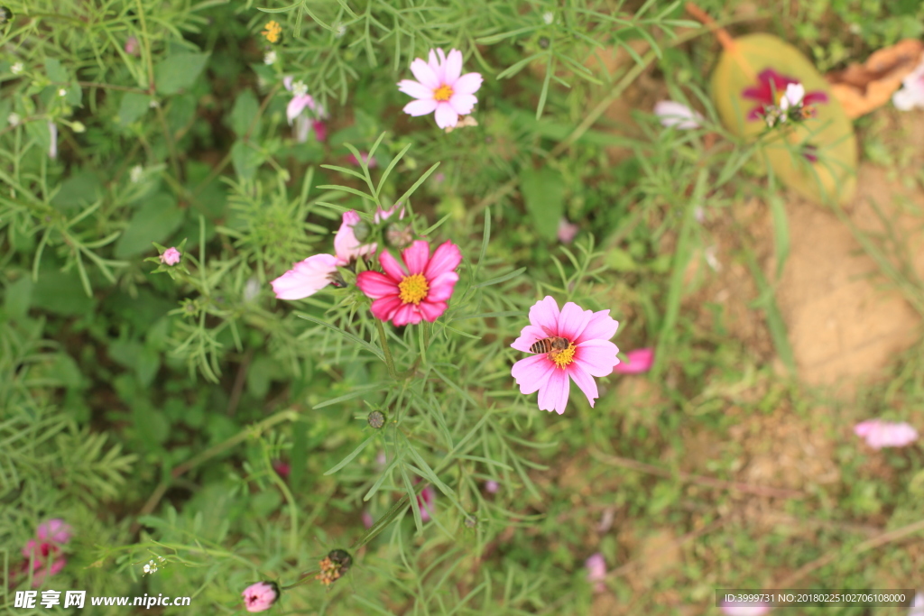 鮮花 攝影 大自然 花朵 花
