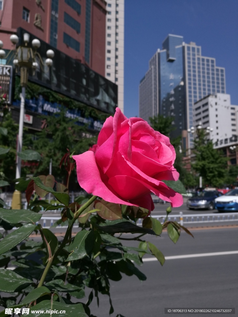 玫瑰花