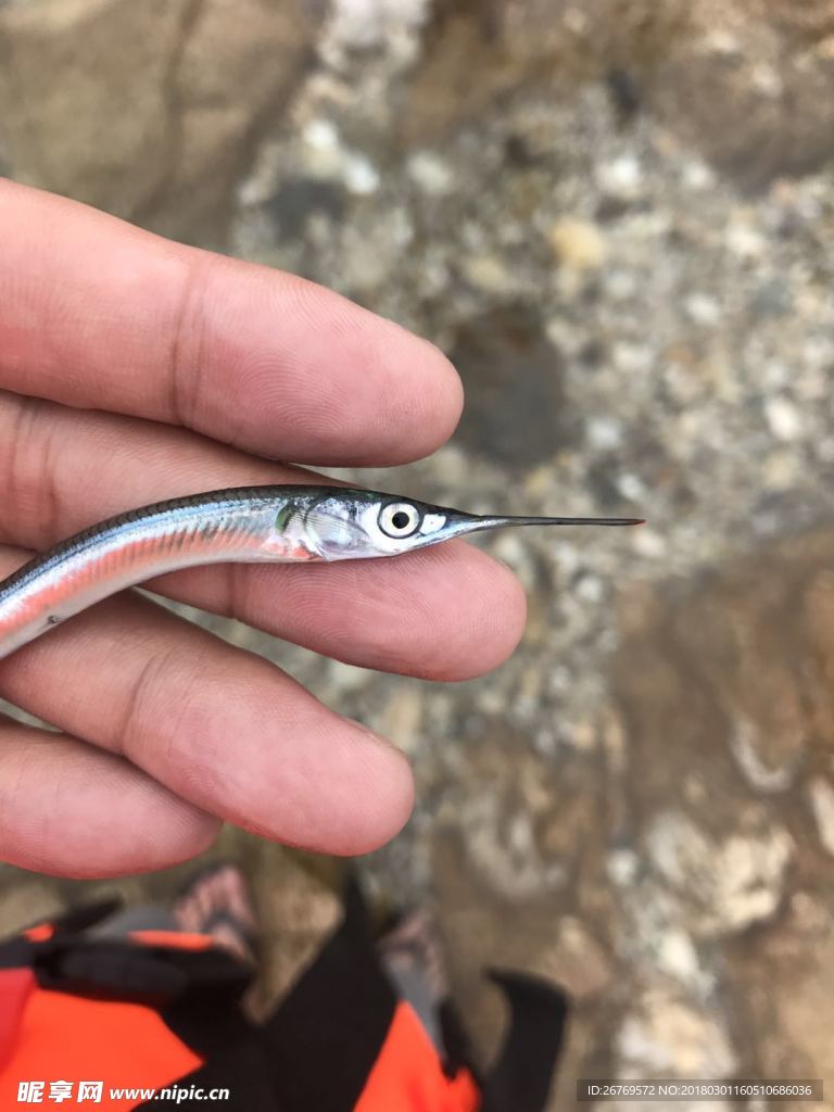 魚