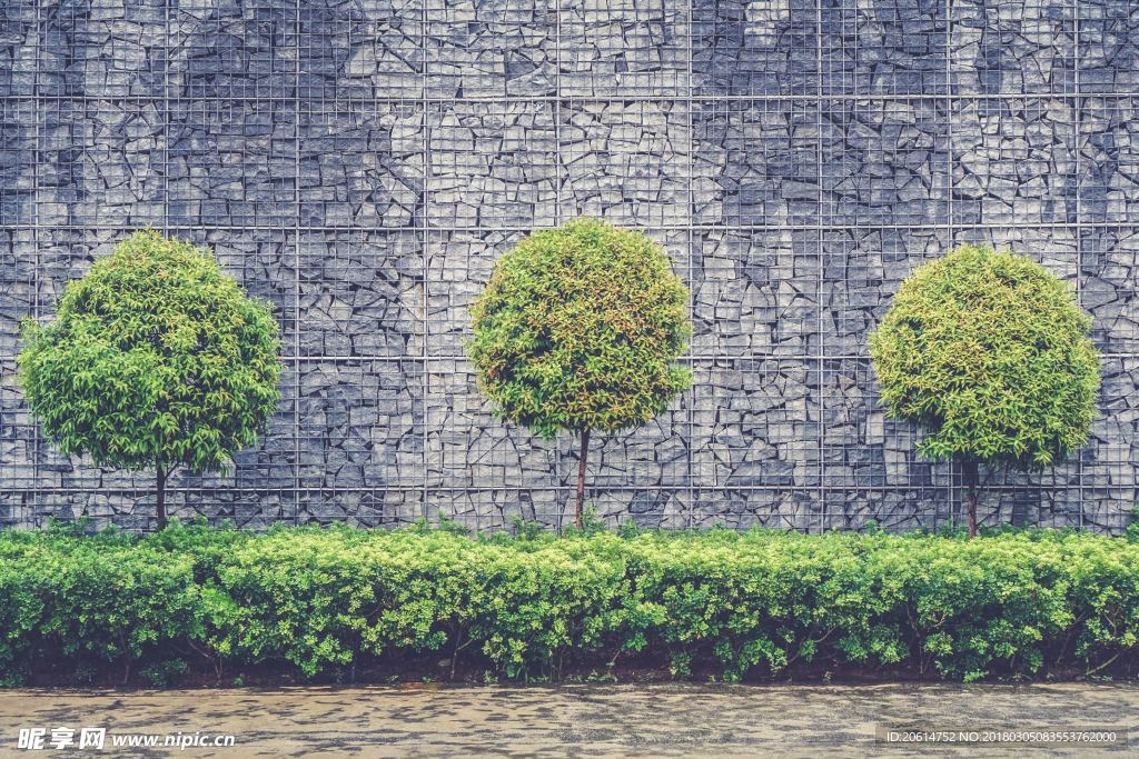 路邊的綠樹