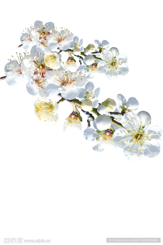 花