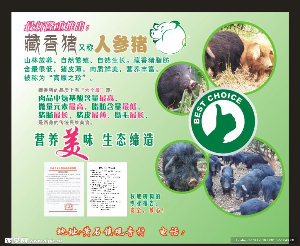 香豬
