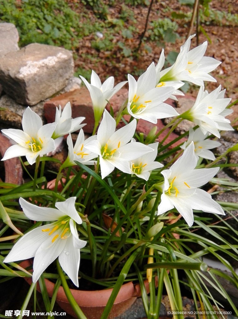 花