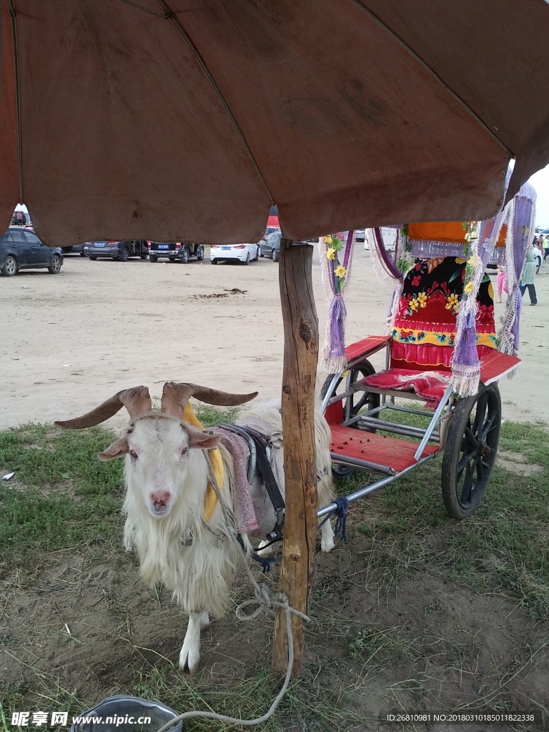 羊車