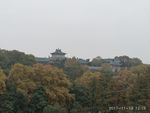 櫻頂