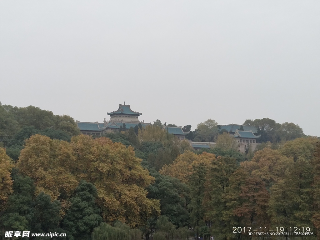 櫻頂